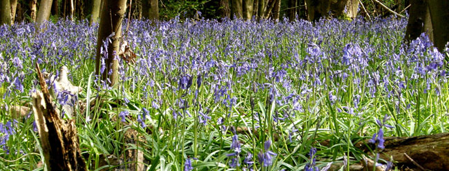 Bluebells. Elkin Wood. Allesley